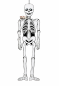 Preview: Halloween Deko-Skelett aus Pappe mit beweglichen Armen und Beinen