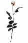 Preview: Schwarze Horror-Rose mit Totenkopf ca. 50 cm als Halloween Dekoration